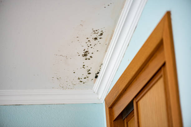 Best Crawl Space Mold Removal  in Chesterland, OH