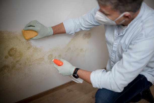 Professional Mold Removal in Chesterland, OH