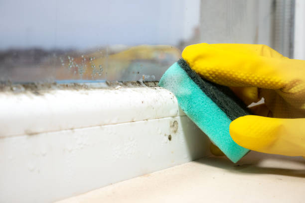 Attic Mold Removal in Chesterland, OH