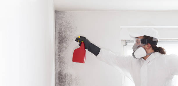 Best Attic Mold Removal  in Chesterland, OH