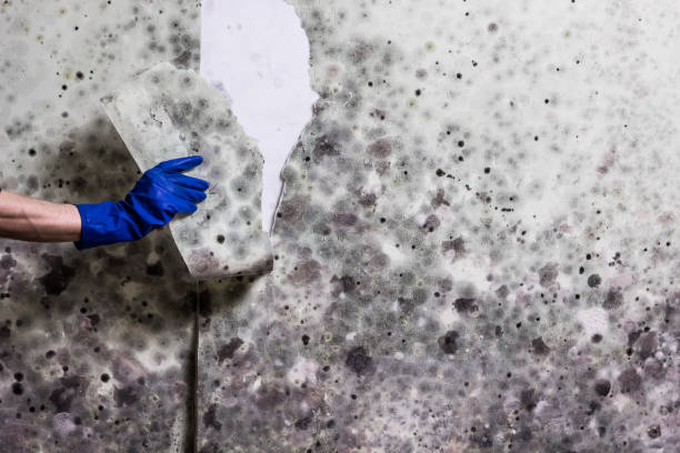 Best Mold Removal and Inspection  in Chesterland, OH