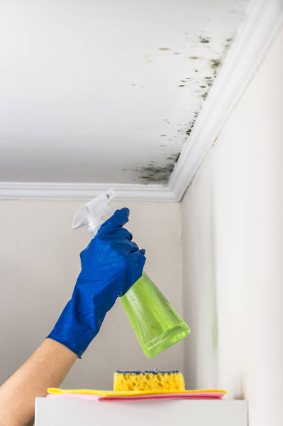 Best Emergency Mold Removal  in Chesterland, OH